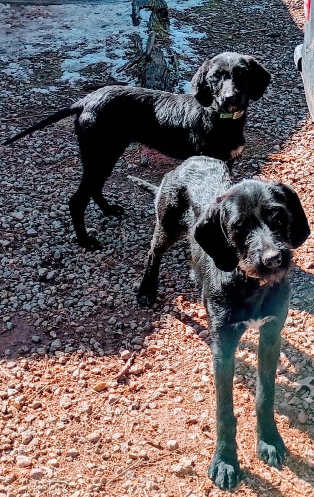 Luna  Yin Yang Courtesy Post - Redbone Coonhound