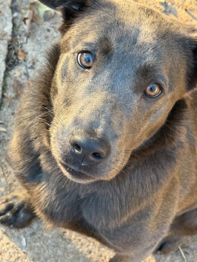 Nora Courtesy Post - Labrador Retriever