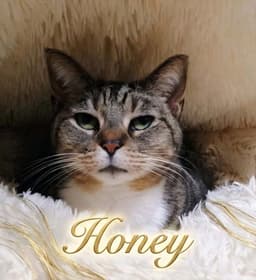 Honey image 1