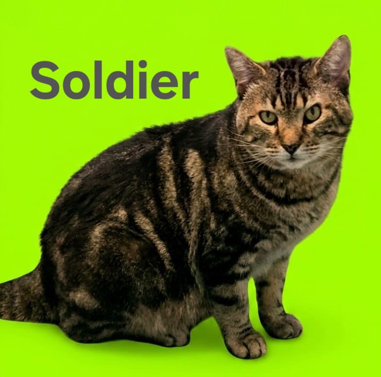 Soldier - Domestic Short Hair