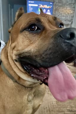 Cane Corso Courtesy Post image 1