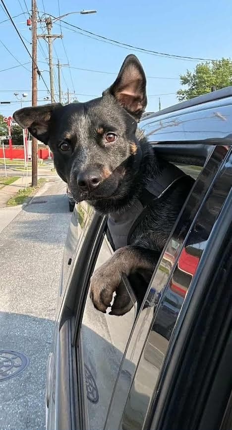 Blue Heeler Courtesy Post - Australian Cattle Dog/Blue Heeler