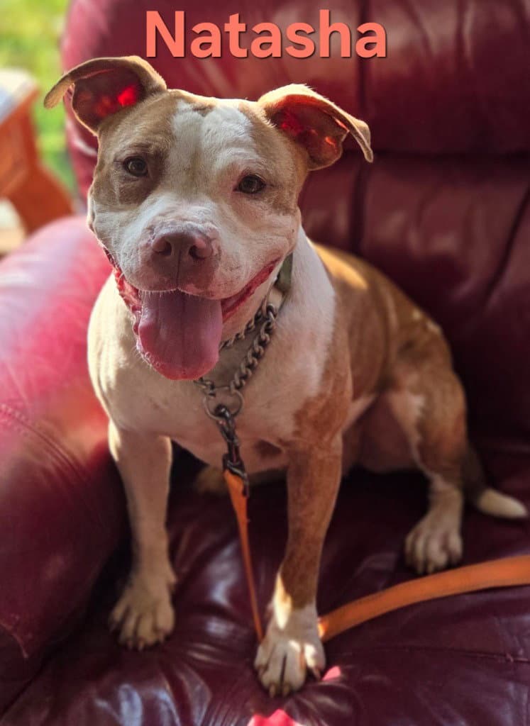 Natasha - Terrier