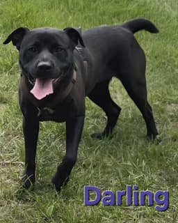 Darling image 1