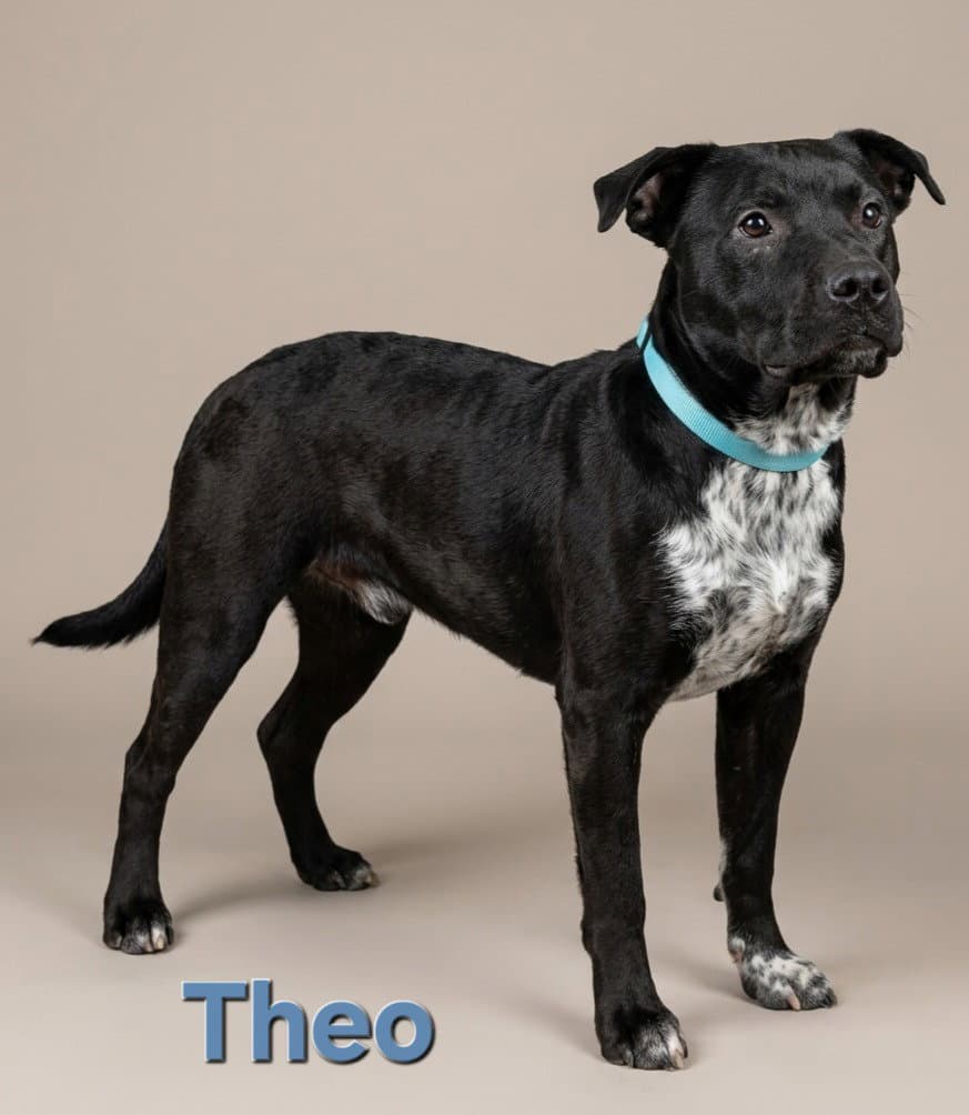 Theo - Australian Cattle Dog/Blue Heeler