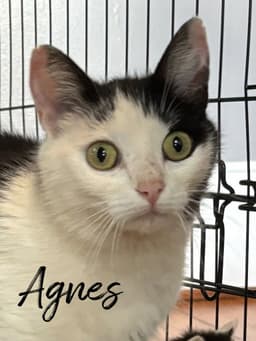 Agnes image 1