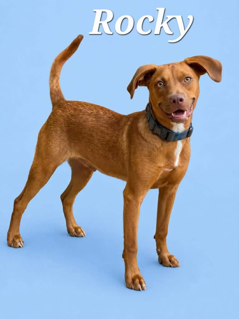 Rocky - Hound