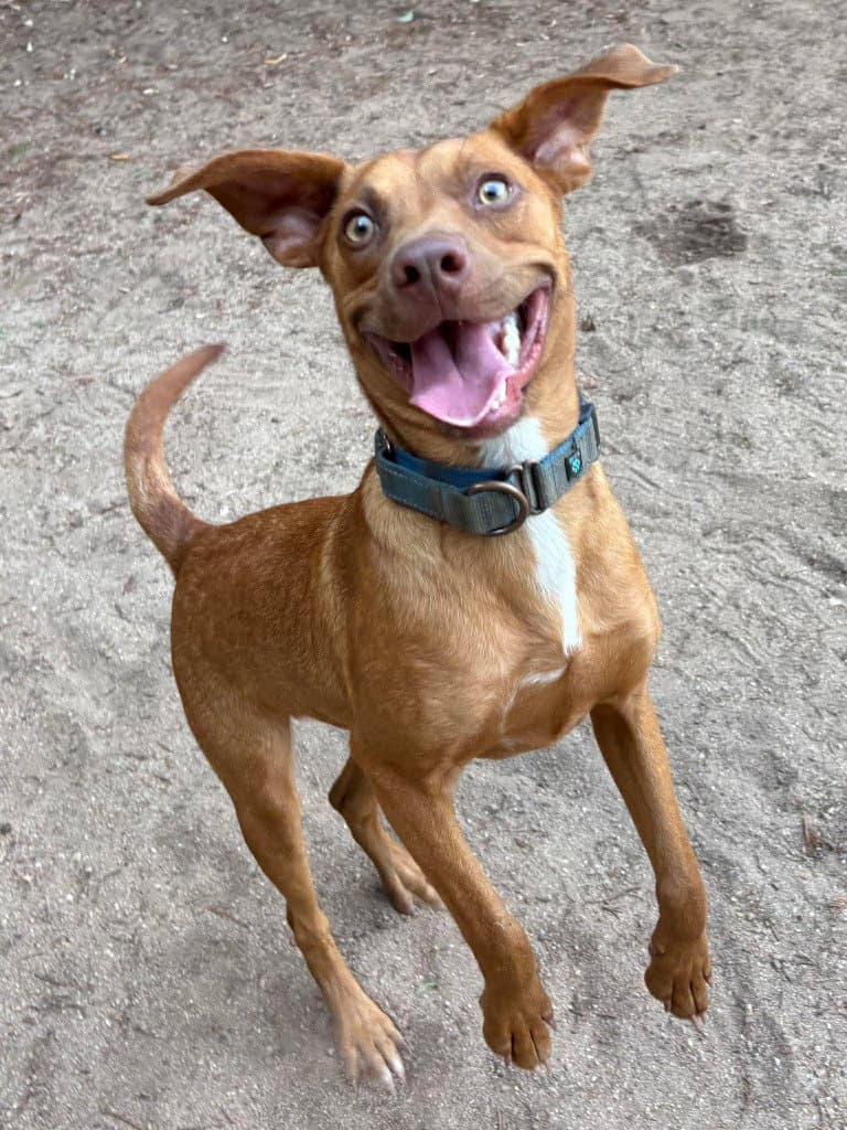 Rocky - Hound