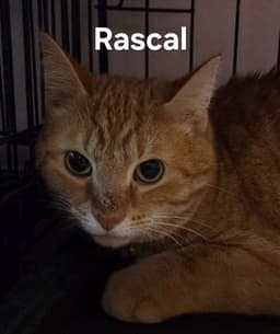 Rascal image 2
