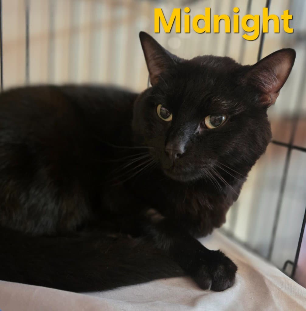 Midnight - Domestic Short Hair
