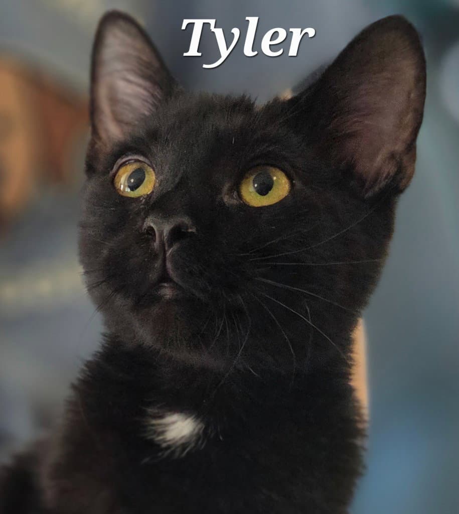 Tyler - Domestic Short Hair