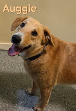 Auggie image 1