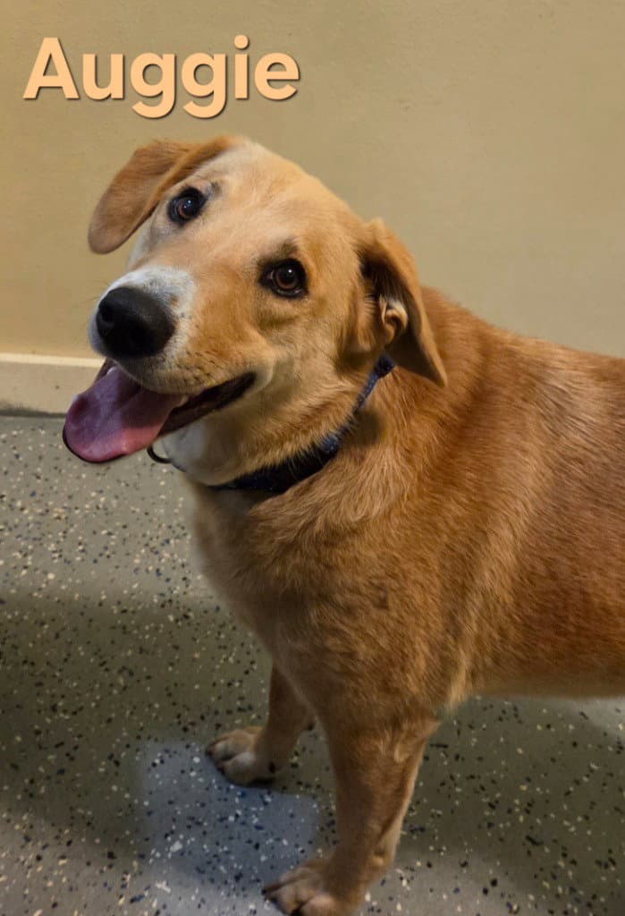 Auggie - Labrador Retriever