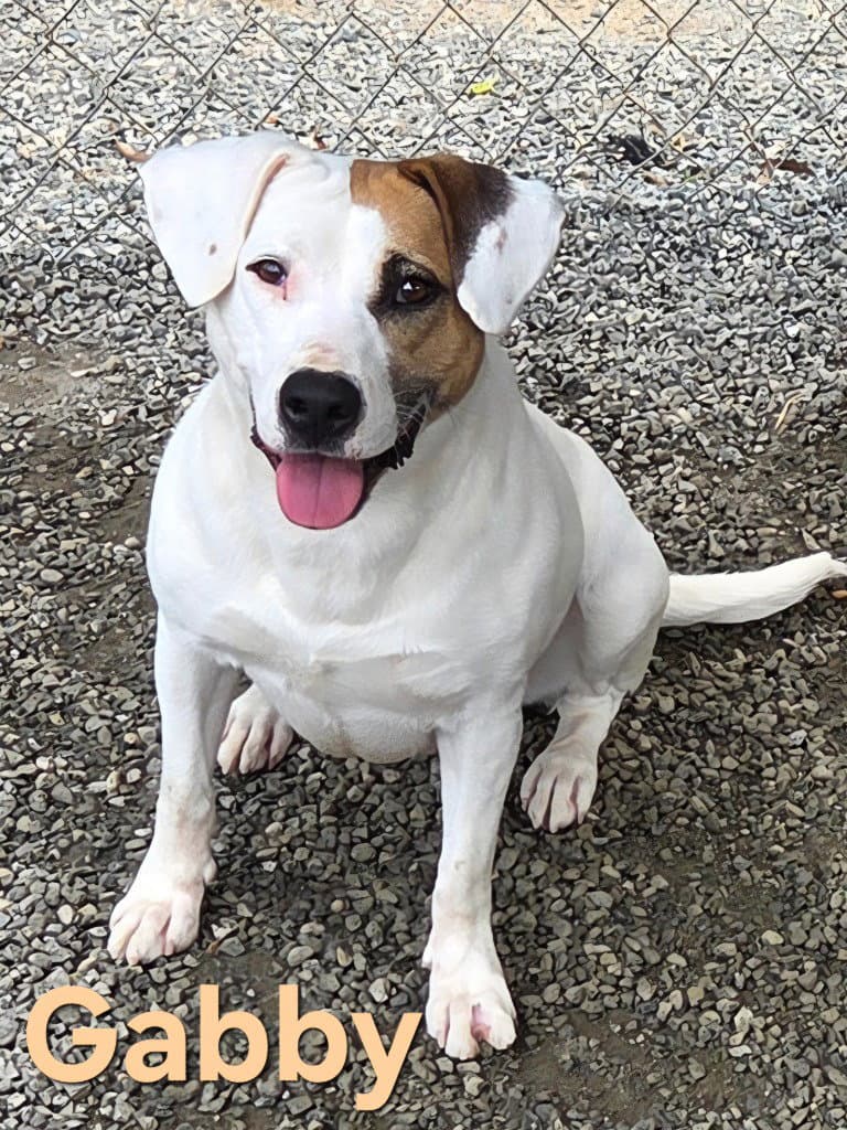 Gabby - Terrier