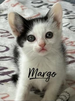Margo image 1