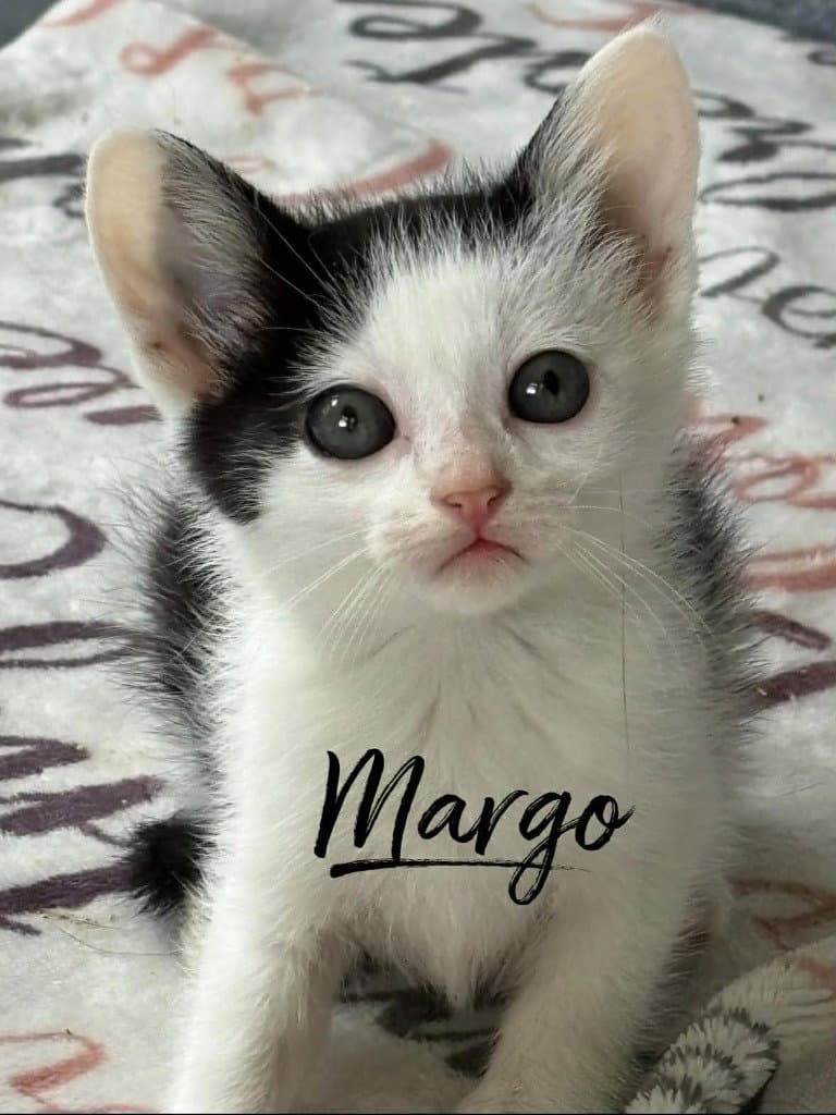 Margo - Domestic Short Hair