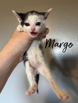 Margo image 2