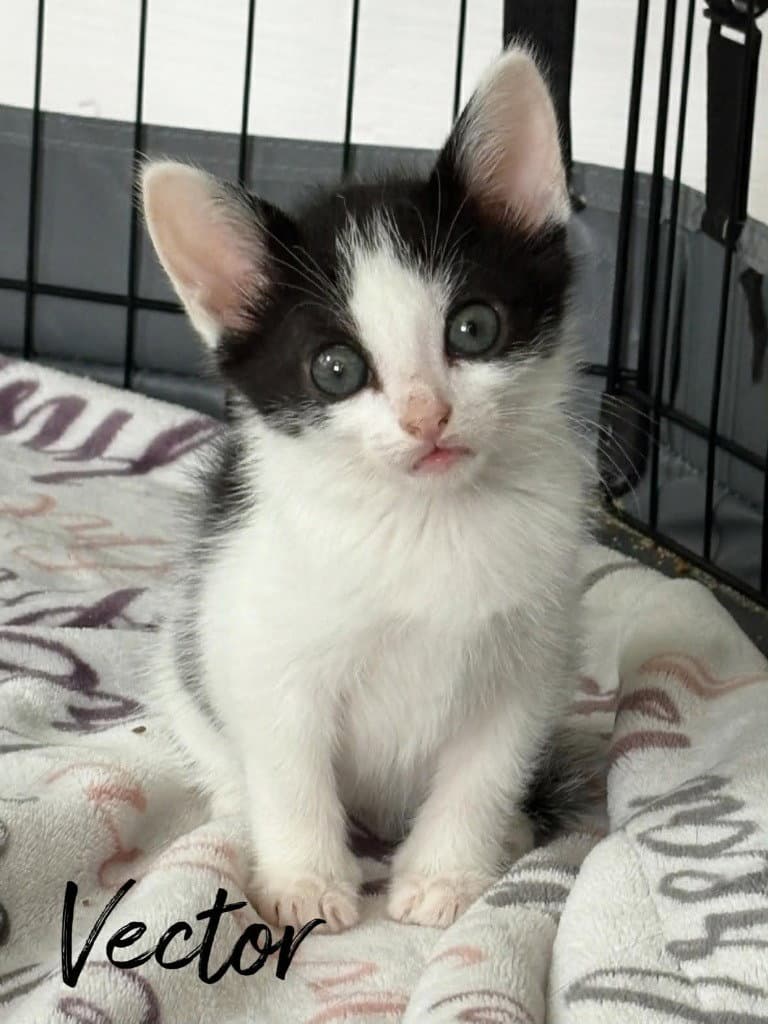 Vector - Domestic Short Hair