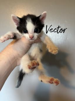 Vector image 2