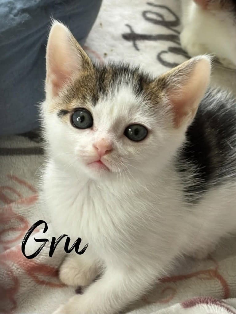 Gru - Domestic Short Hair