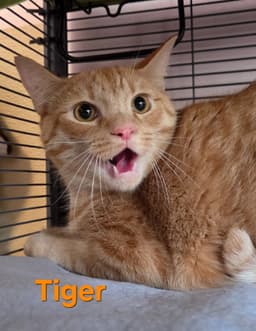 Tiger image 2