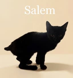 Salem image 1