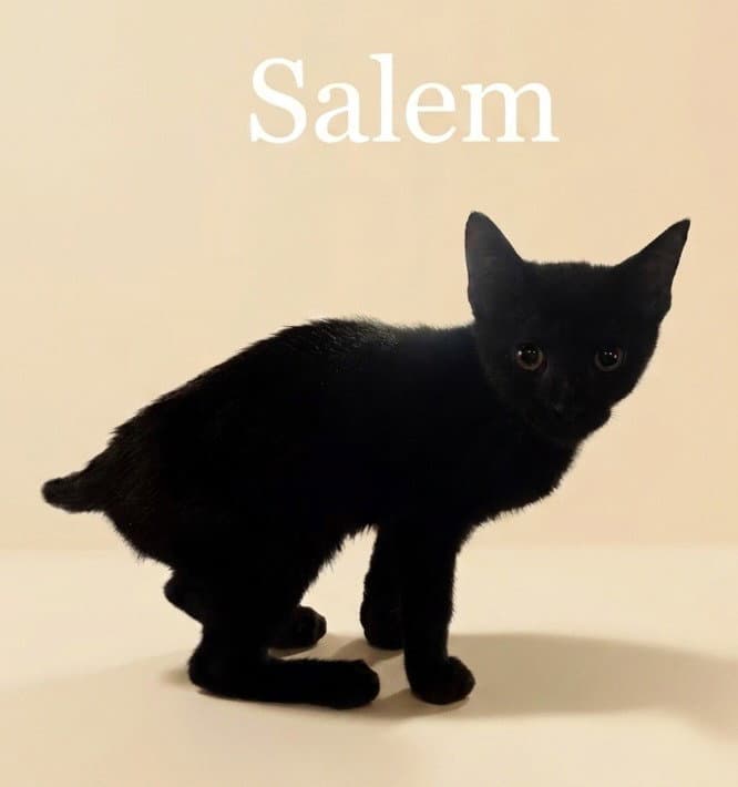 Salem - Domestic Short Hair