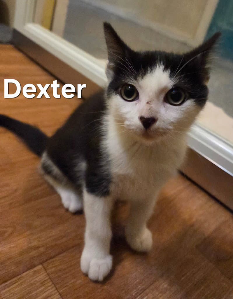Dexter - Domestic Short Hair