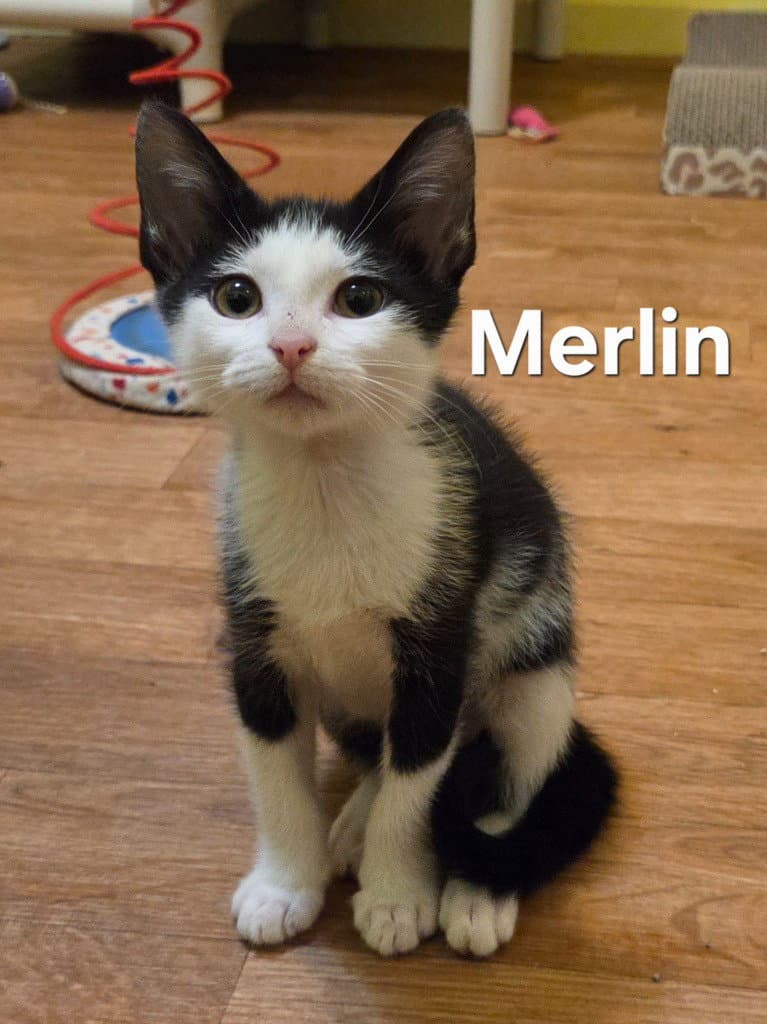 Merlin - Domestic Short Hair