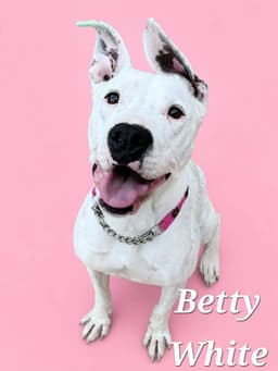 Betty White image 1