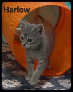 Harlow image 1