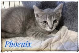 Phoenix image 1