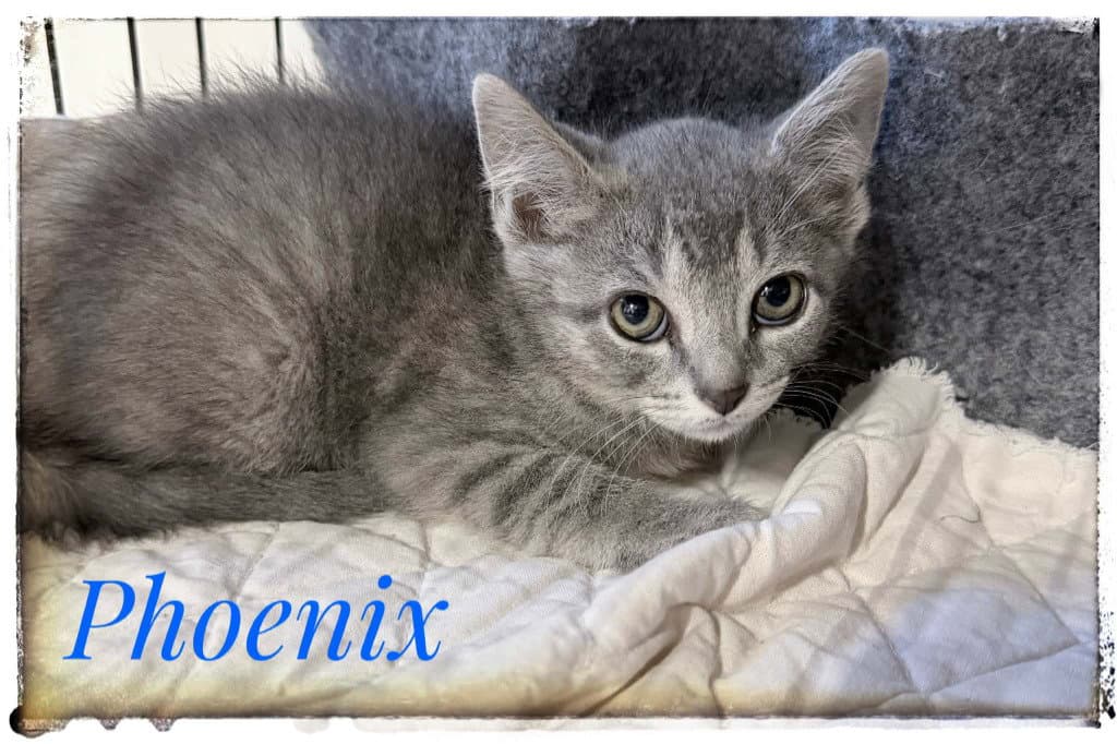 Phoenix - Domestic Short Hair