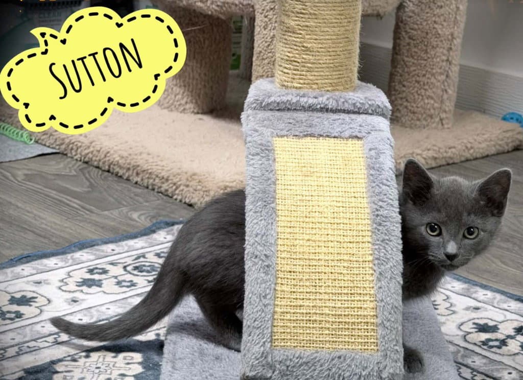Sutton - Domestic Short Hair