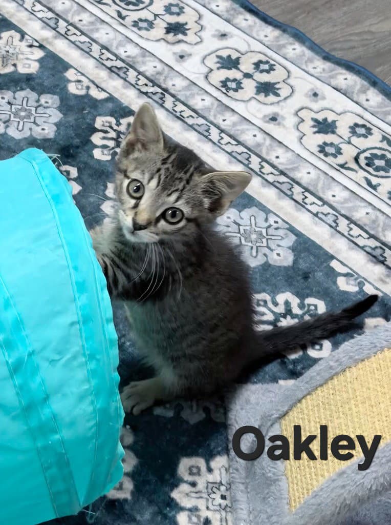 Oakley - Domestic Short Hair