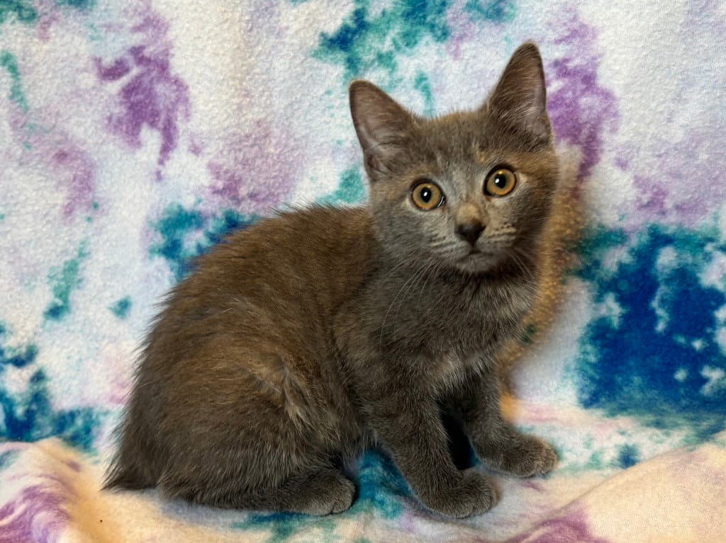 Gypsy - Manx