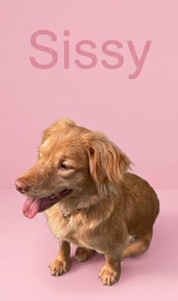 Sissy image 1