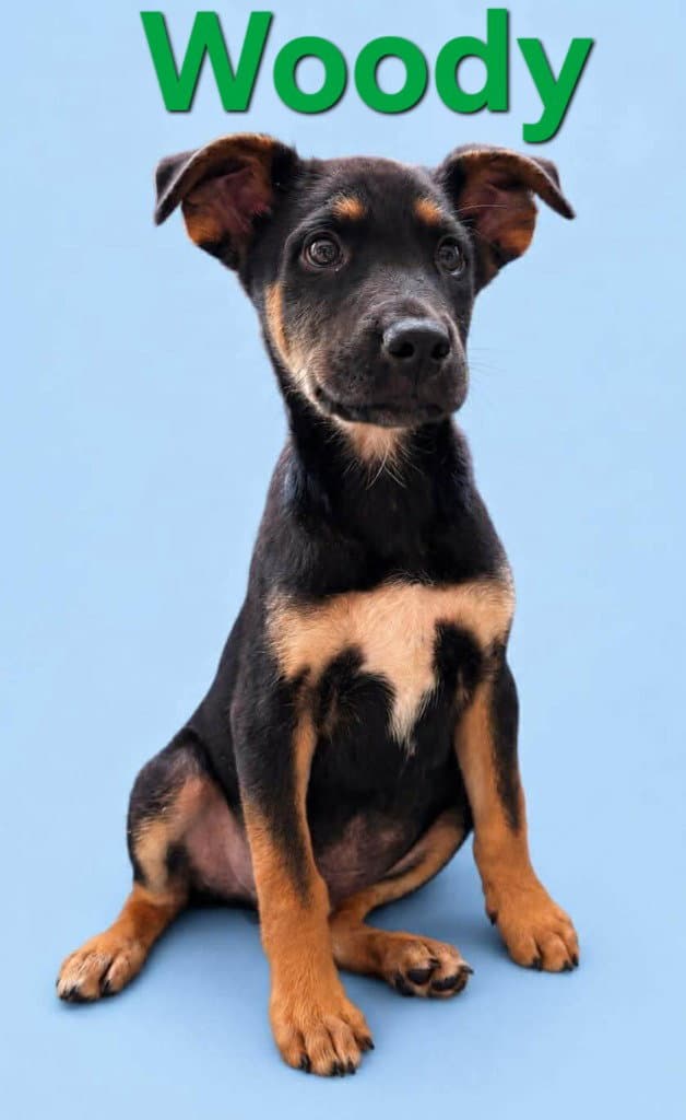Woody - Terrier