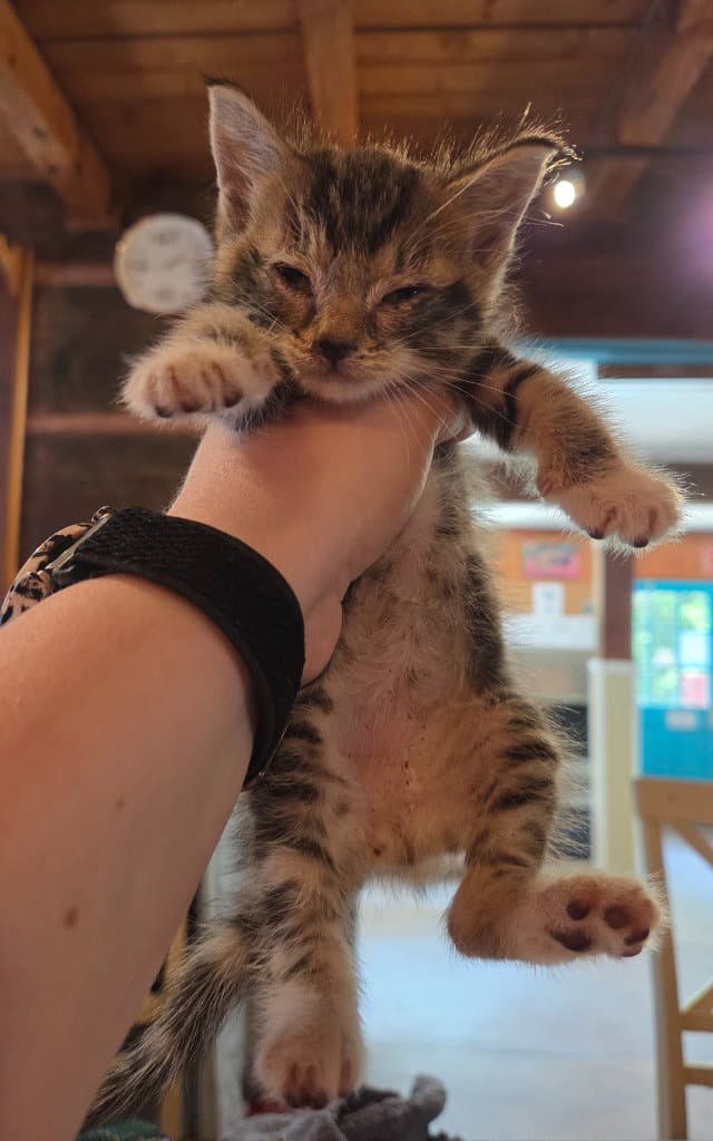 Boots - Domestic Short Hair