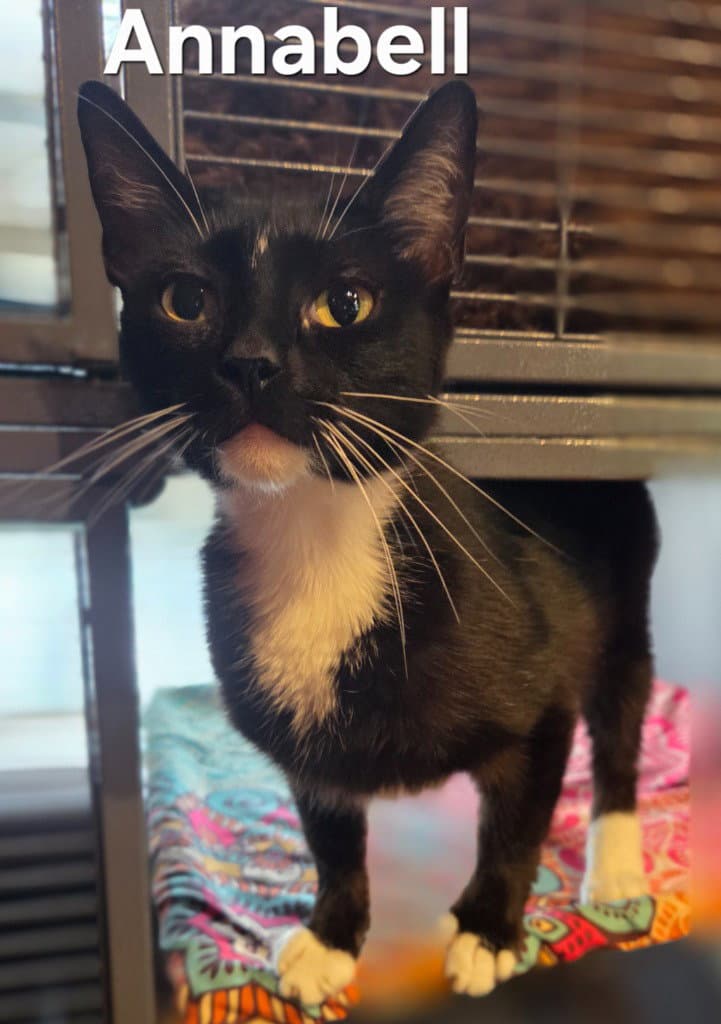Annabell - Domestic Short Hair