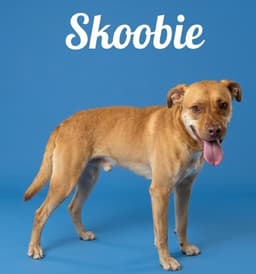 Skoobie image 1