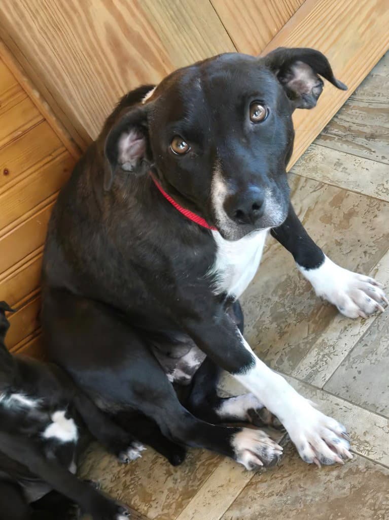 Gemma
