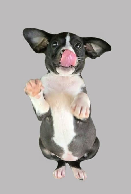 Eleanor - Terrier