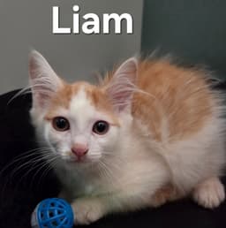 Liam image 1