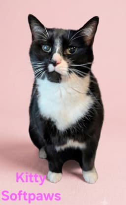 Kitty Softpaws image 1