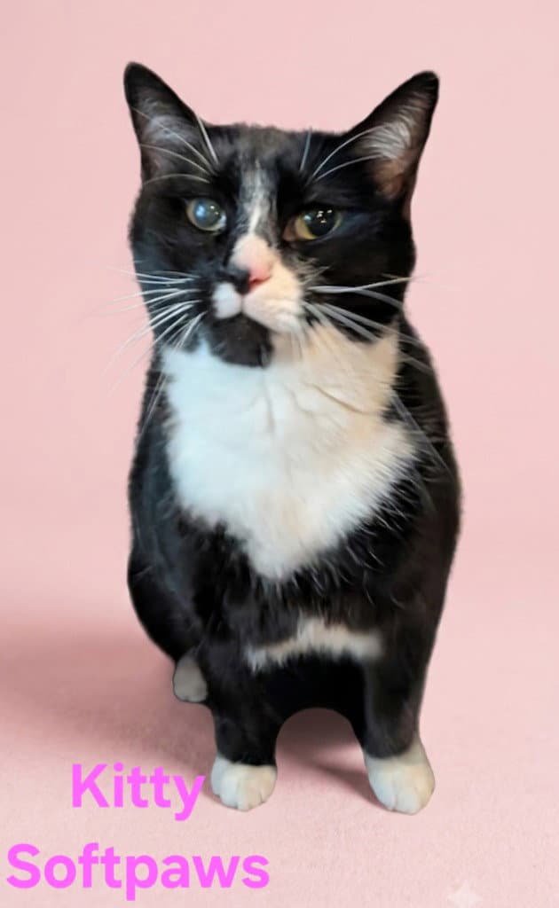 Kitty Softpaws - Domestic Short Hair