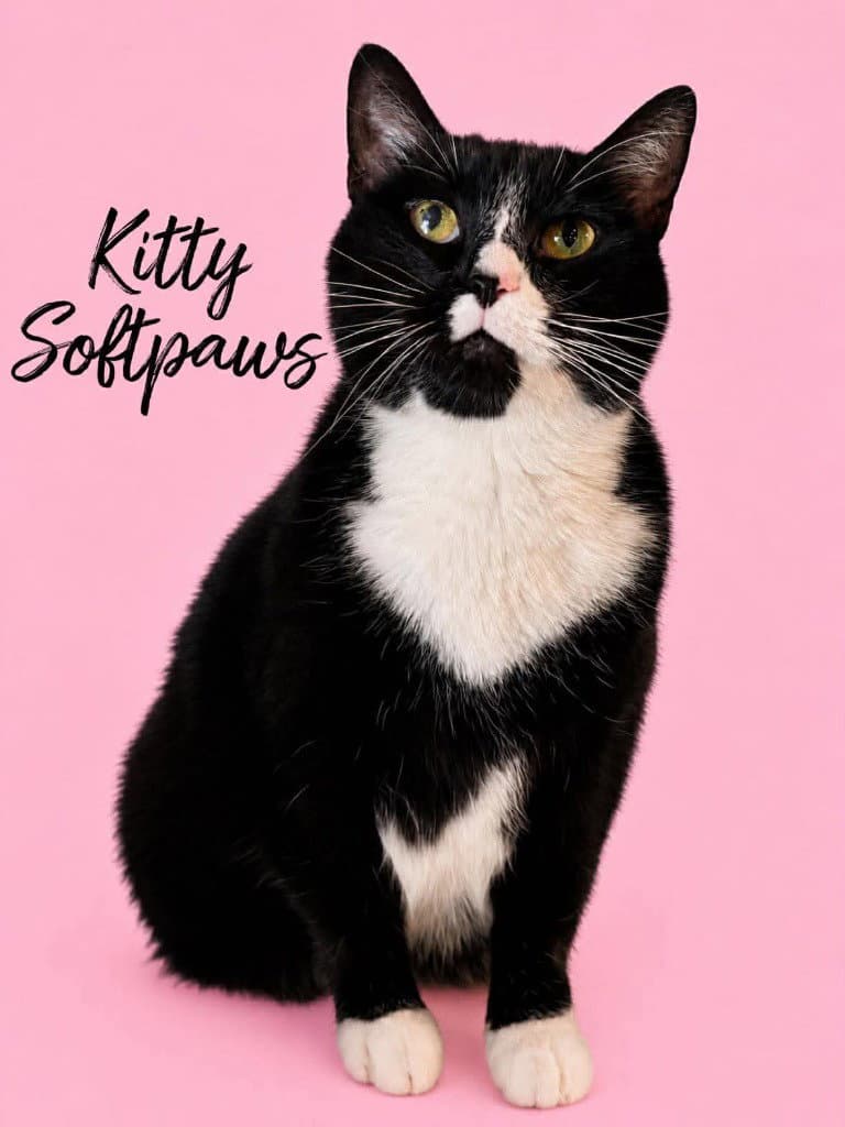 Kitty Softpaws - Domestic Short Hair