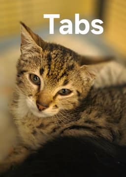 Tabs image 1