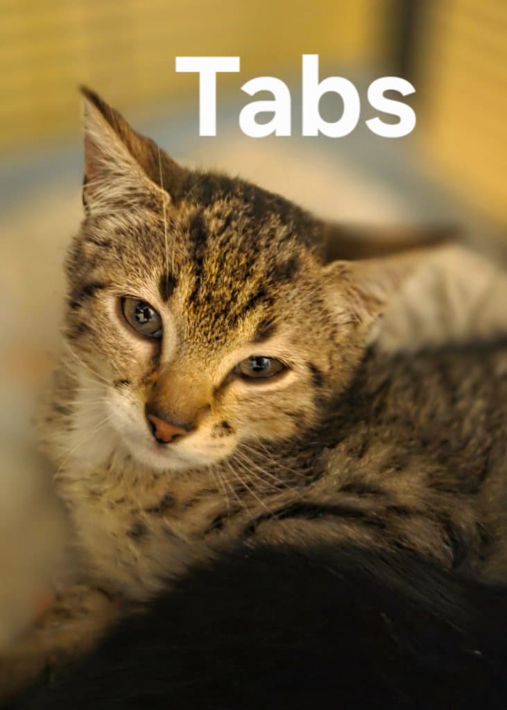 Tabs - Domestic Short Hair