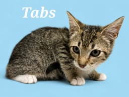 Tabs image 2